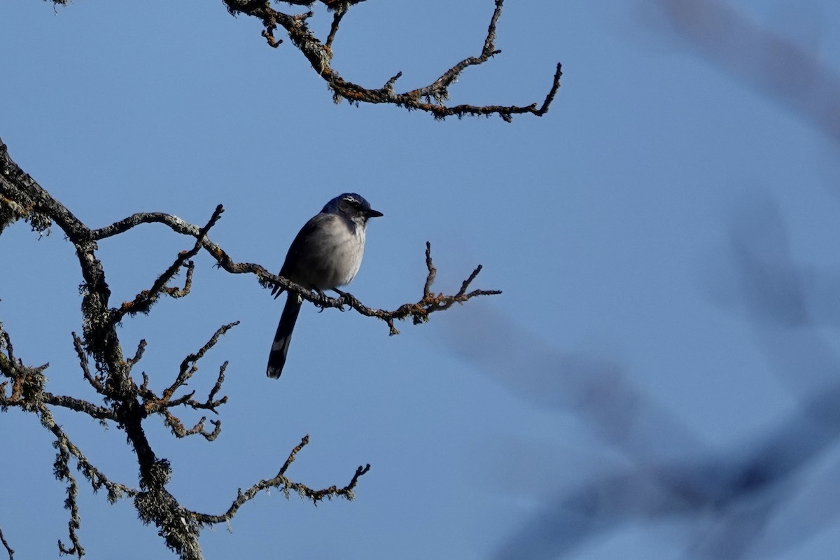 California Scrub-Jay - Jennifer McNulty