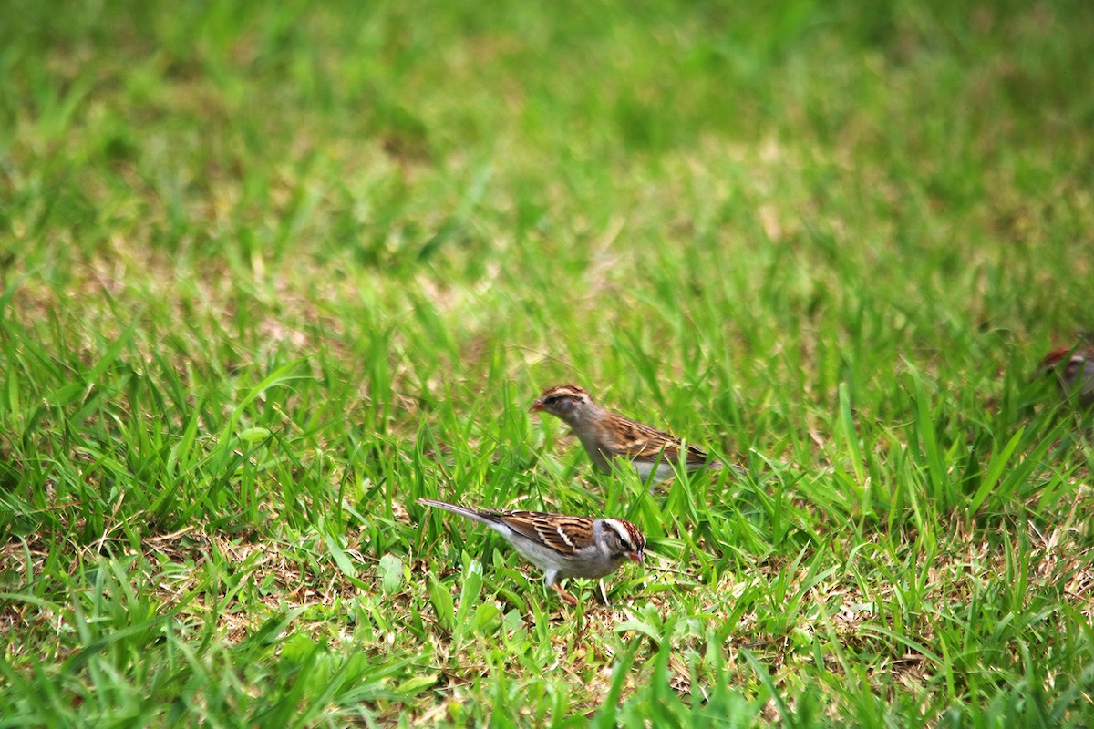 Chipping Sparrow - ML533403901