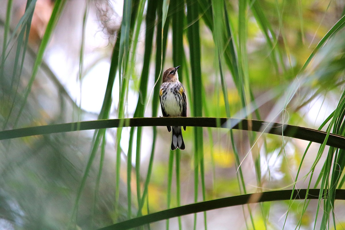 Yellow-rumped Warbler - ML533404421