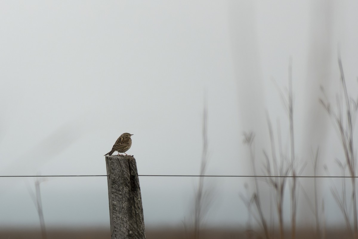 Ochre-breasted Pipit - Silvio Montani