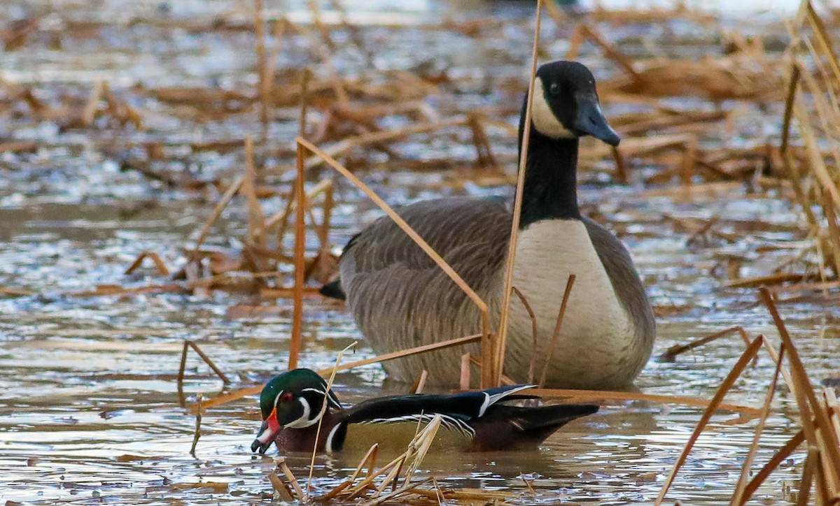 Wood Duck - ML533405511