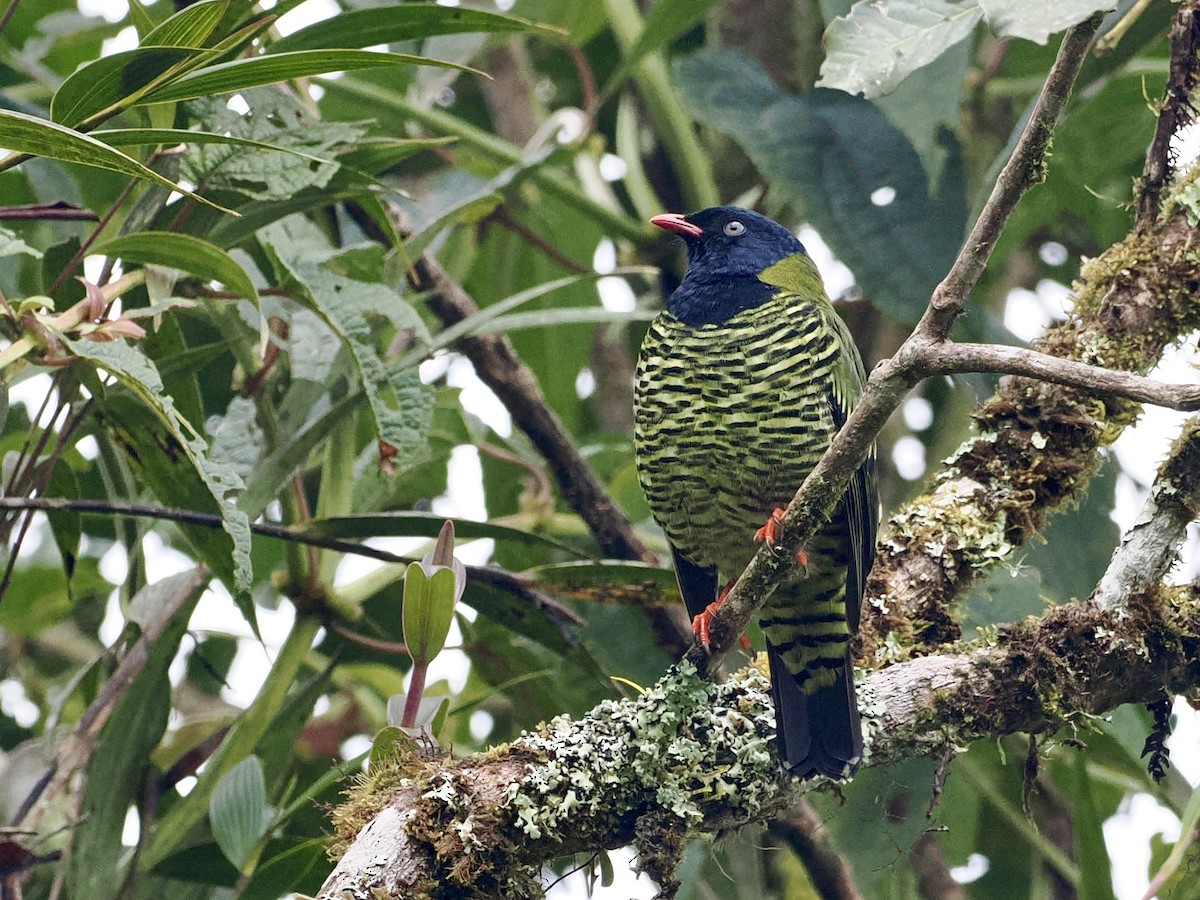 Barred Fruiteater - Gabriel Willow