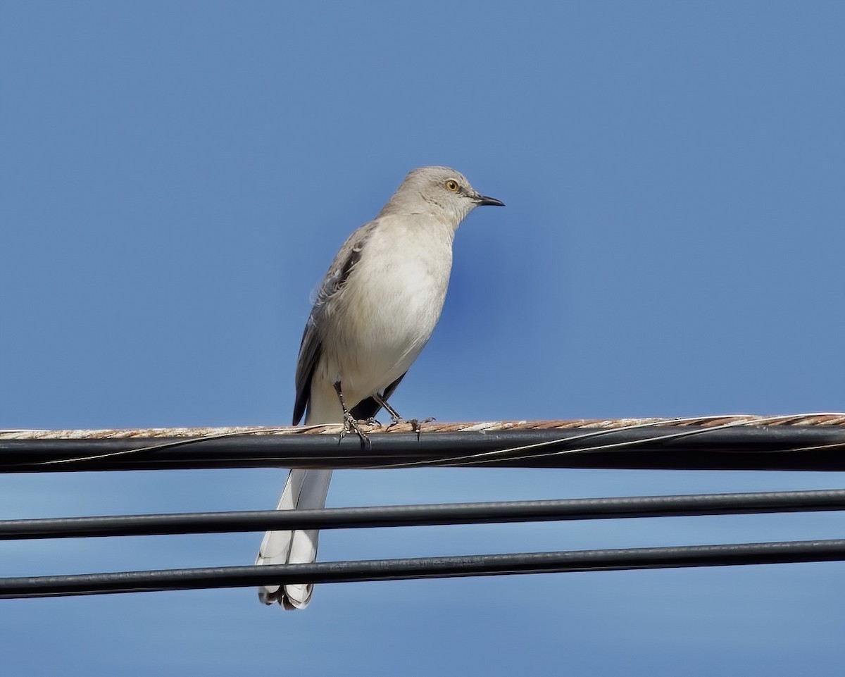 Northern Mockingbird - ML533406661