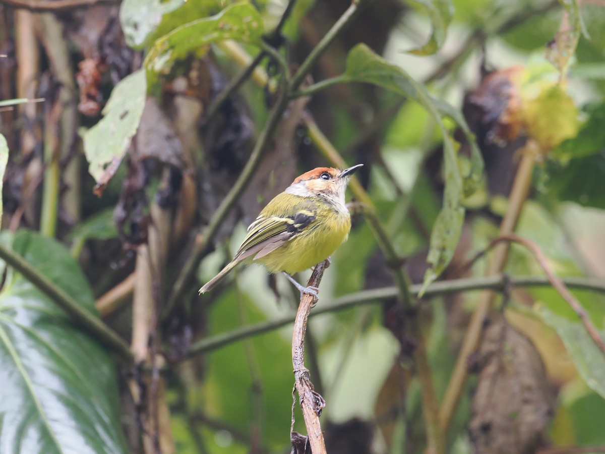 Rufous-crowned Tody-Flycatcher - Gabriel Willow