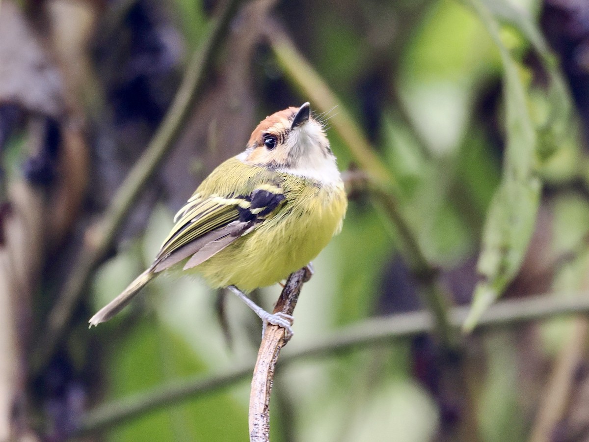 Rufous-crowned Tody-Flycatcher - Gabriel Willow