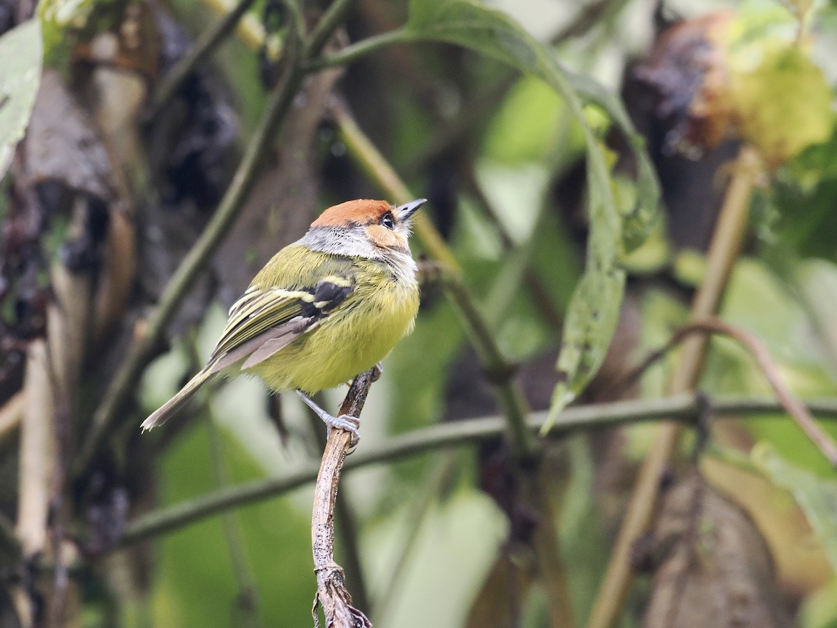Rufous-crowned Tody-Flycatcher - Gabriel Willow