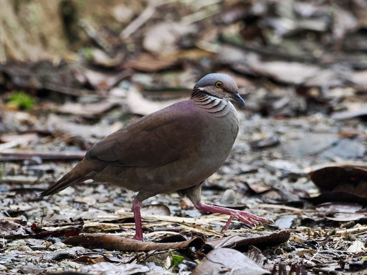 White-throated Quail-Dove - ML533407671