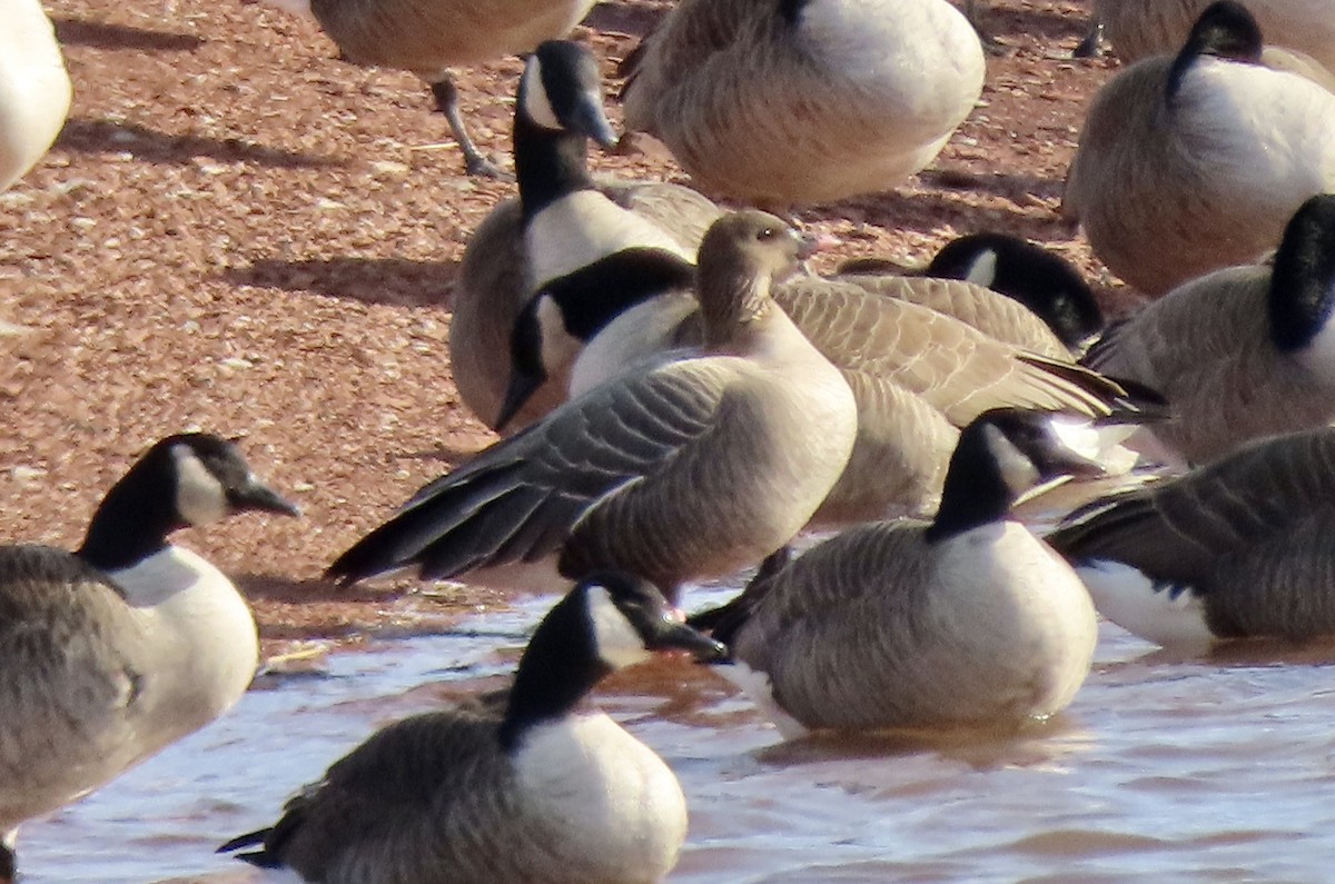 Pink-footed Goose - ML533409831