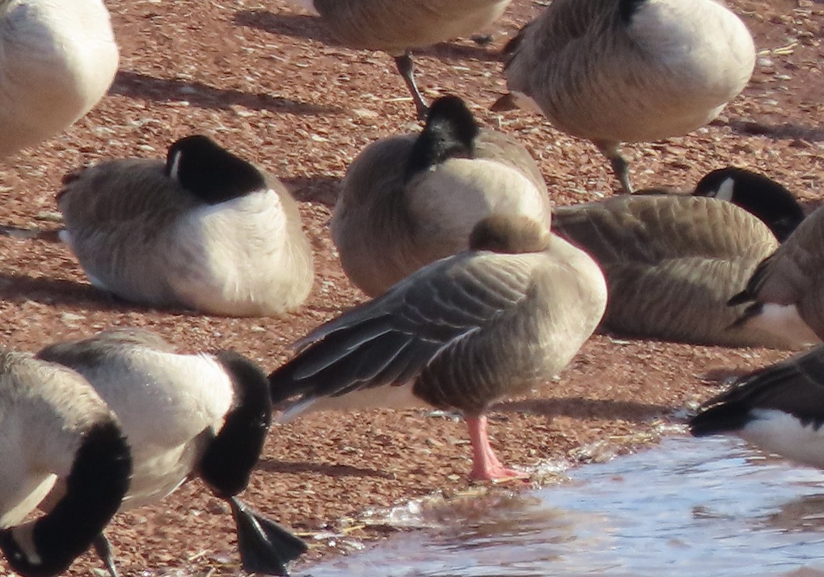 Pink-footed Goose - ML533409841