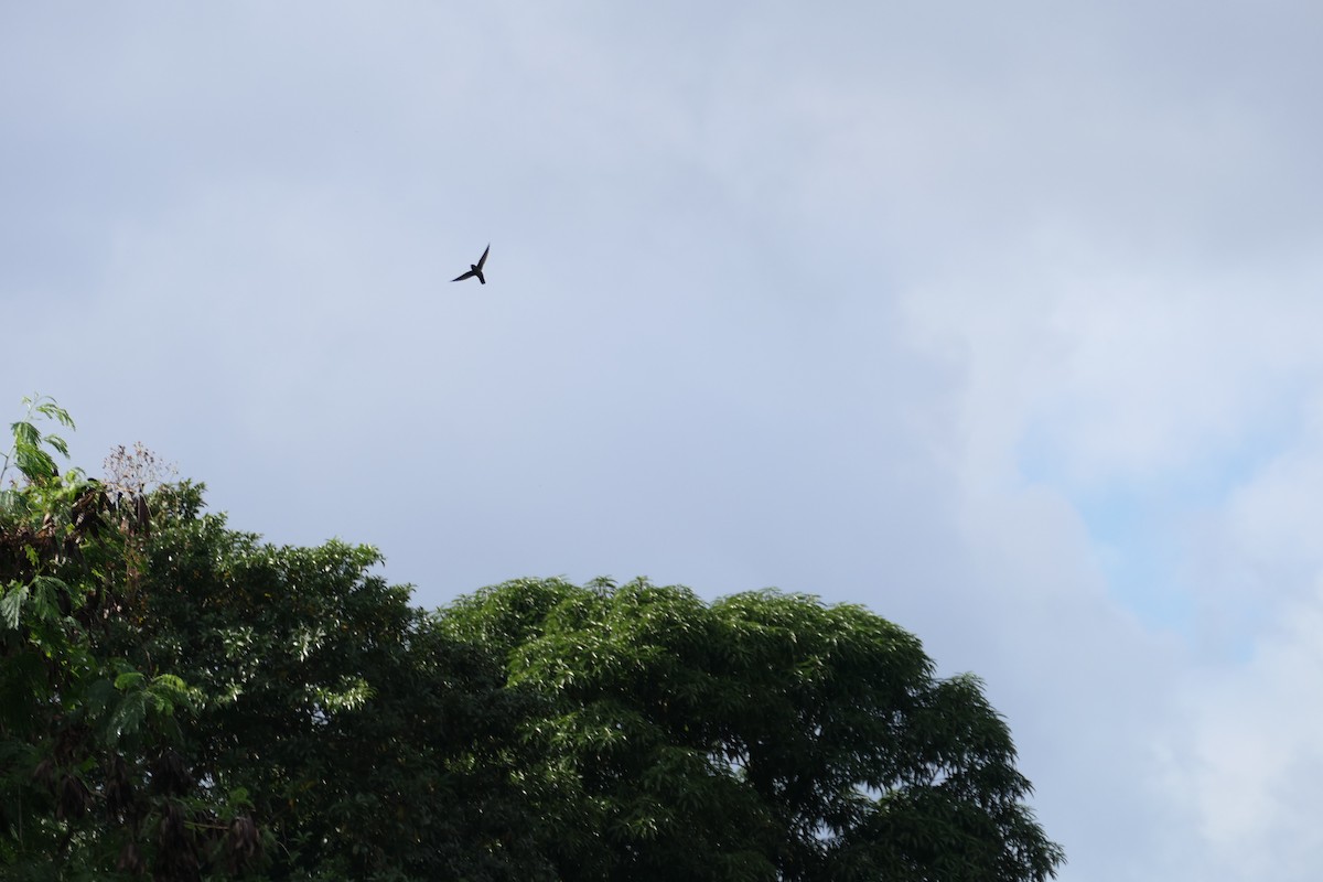 Gray-rumped Swift - Kenrith Carter