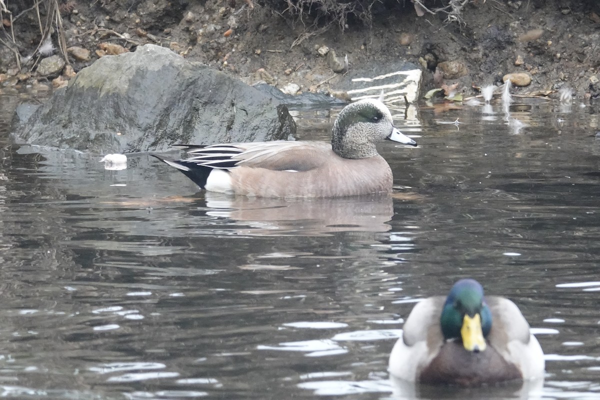 American Wigeon - ML533411211