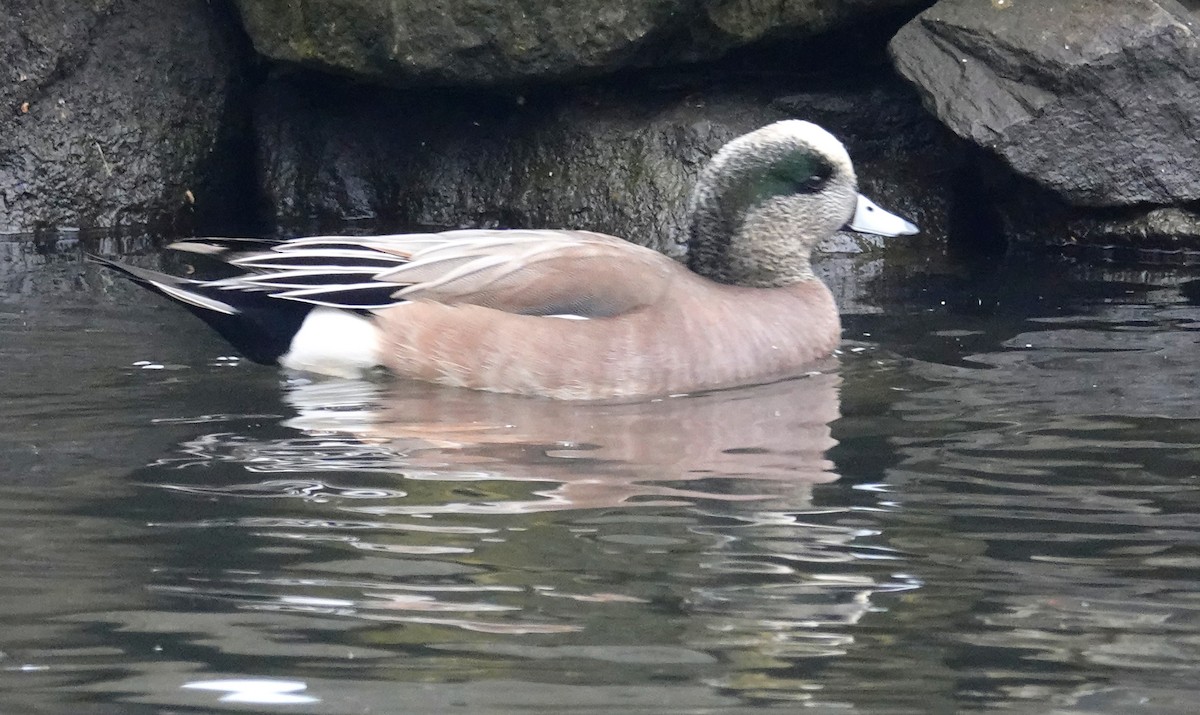 葡萄胸鴨 - ML533411221