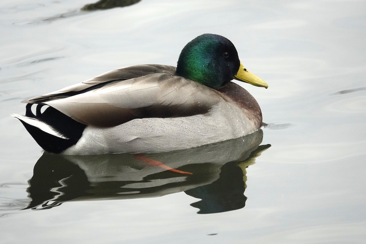 Mallard - ML533411341