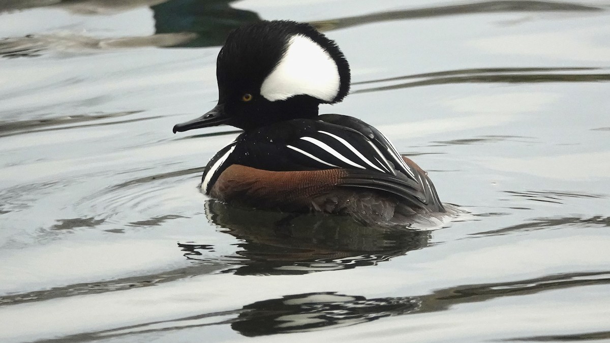 Hooded Merganser - Cynthia Ehlinger