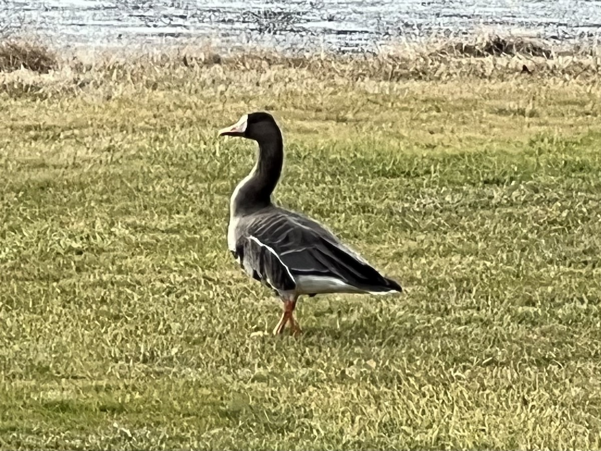 Greater White-fronted Goose - ML533411681