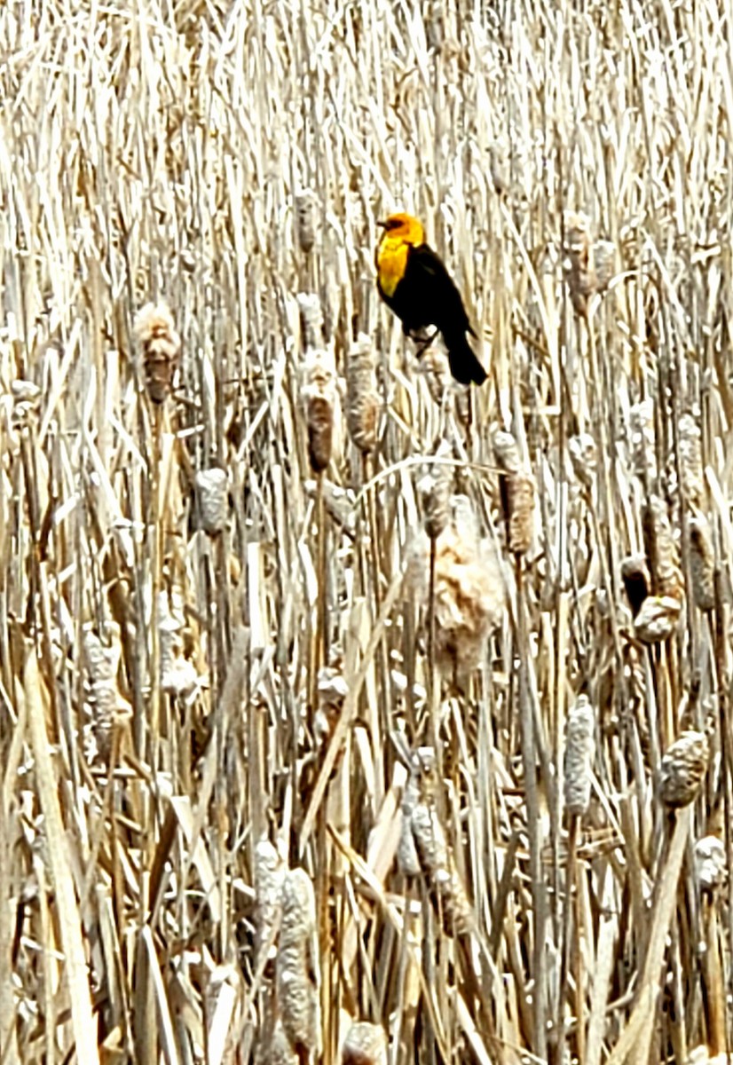 Yellow-headed Blackbird - Bert Bartleson