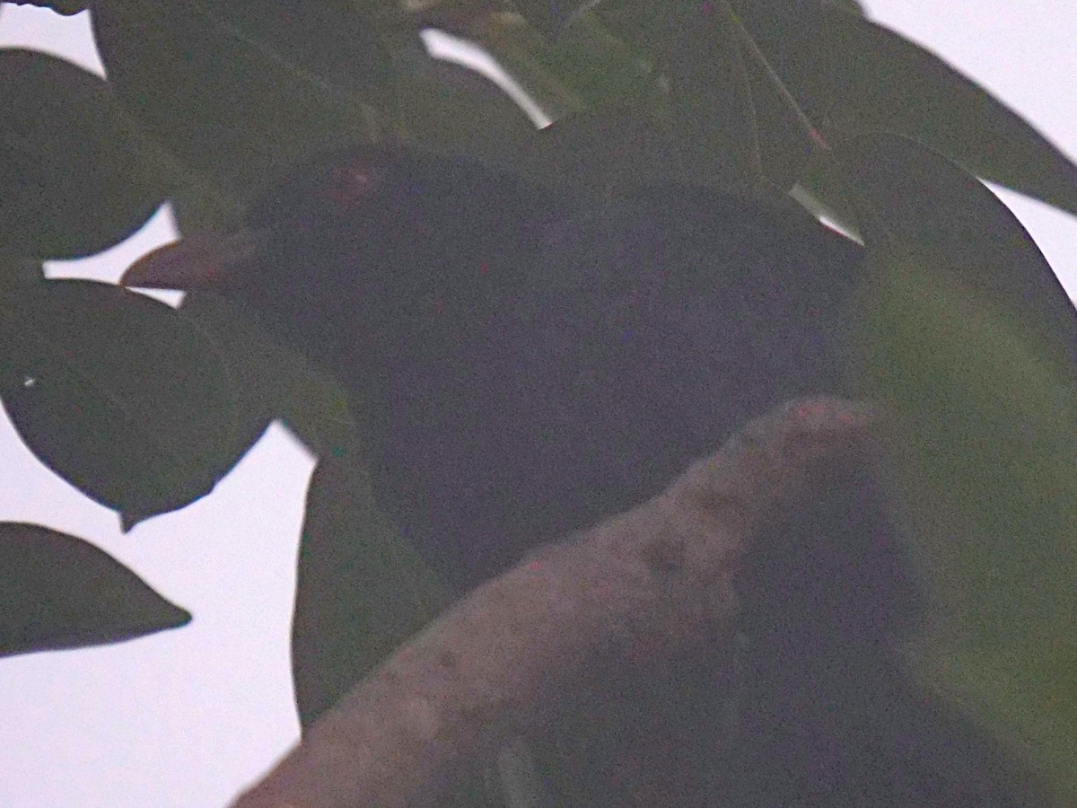 Pacific Koel - Rob Worona