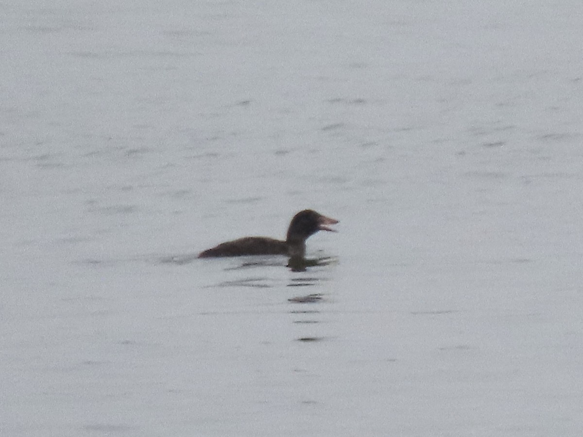 Surf Scoter - ML533412831