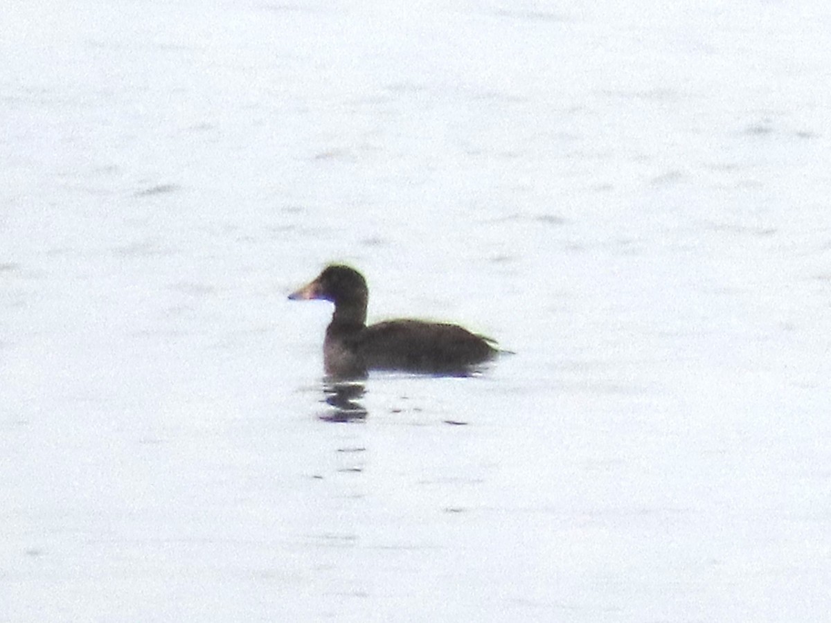 Surf Scoter - ML533412841