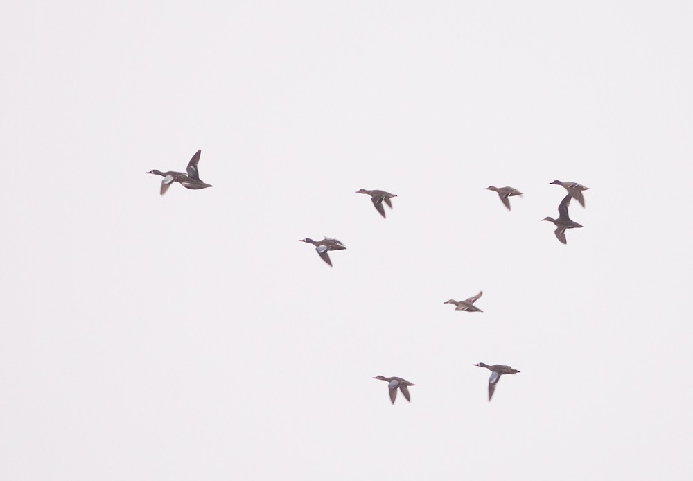 Blue-winged Teal - Stefan Minnig