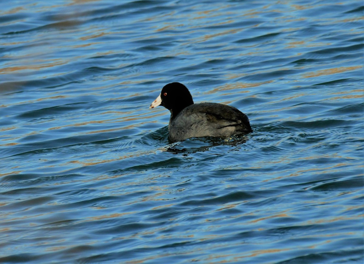 American Coot - ML533414531