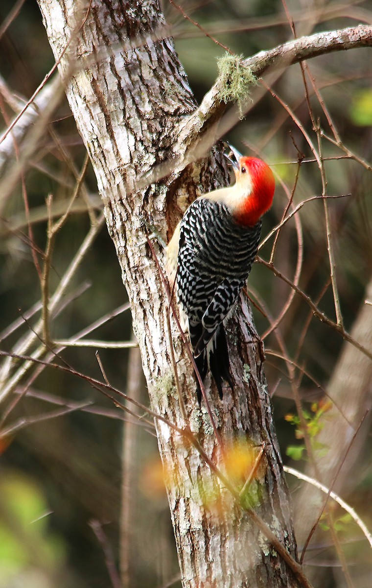 Red-bellied Woodpecker - ML533414721