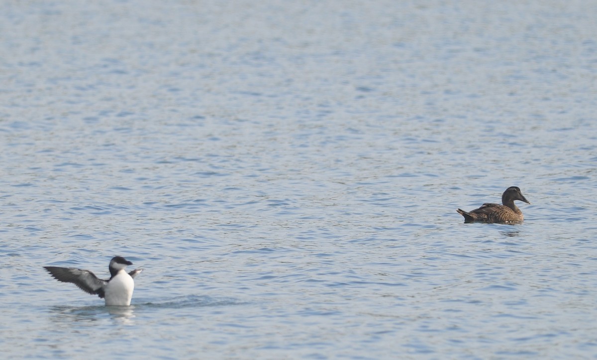 Common Eider - ML533416081