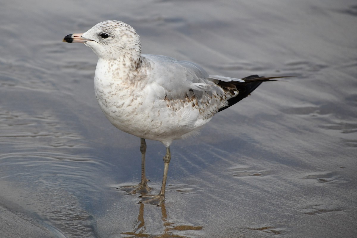 Goéland argenté - ML533416131