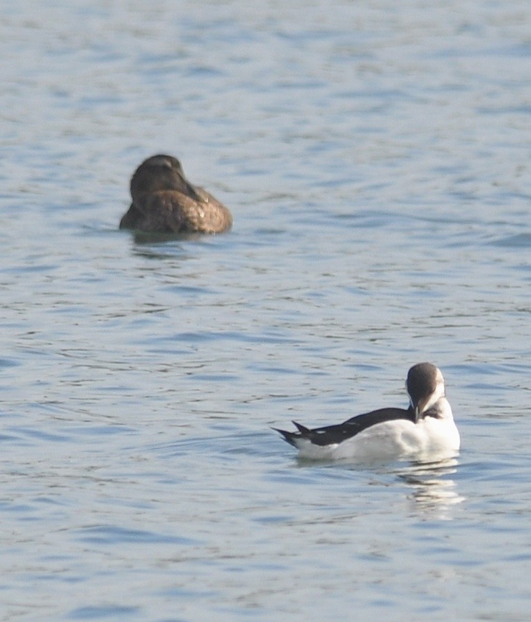 Common Eider - ML533416181