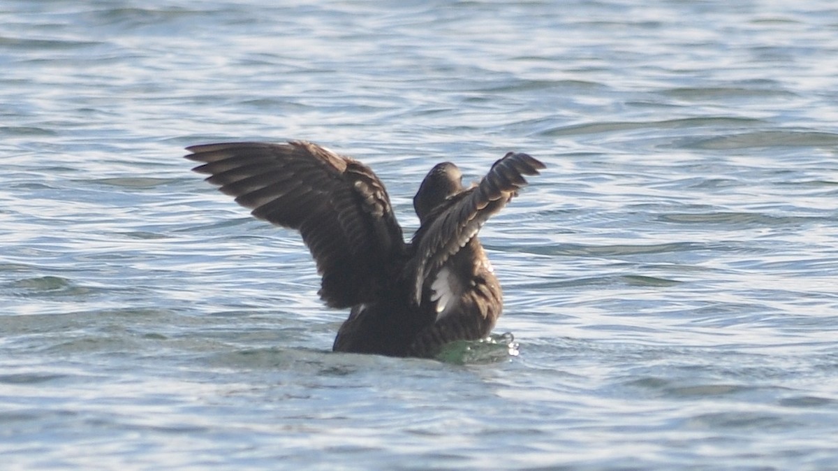 Common Eider - ML533416191