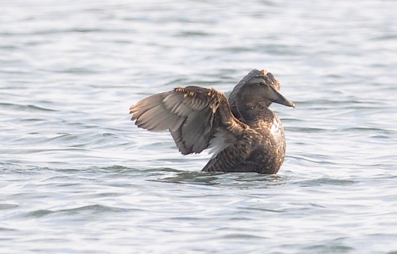 Common Eider - ML533416201