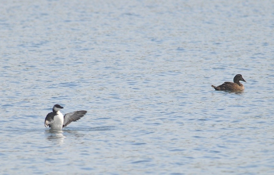 Common Eider - ML533416241