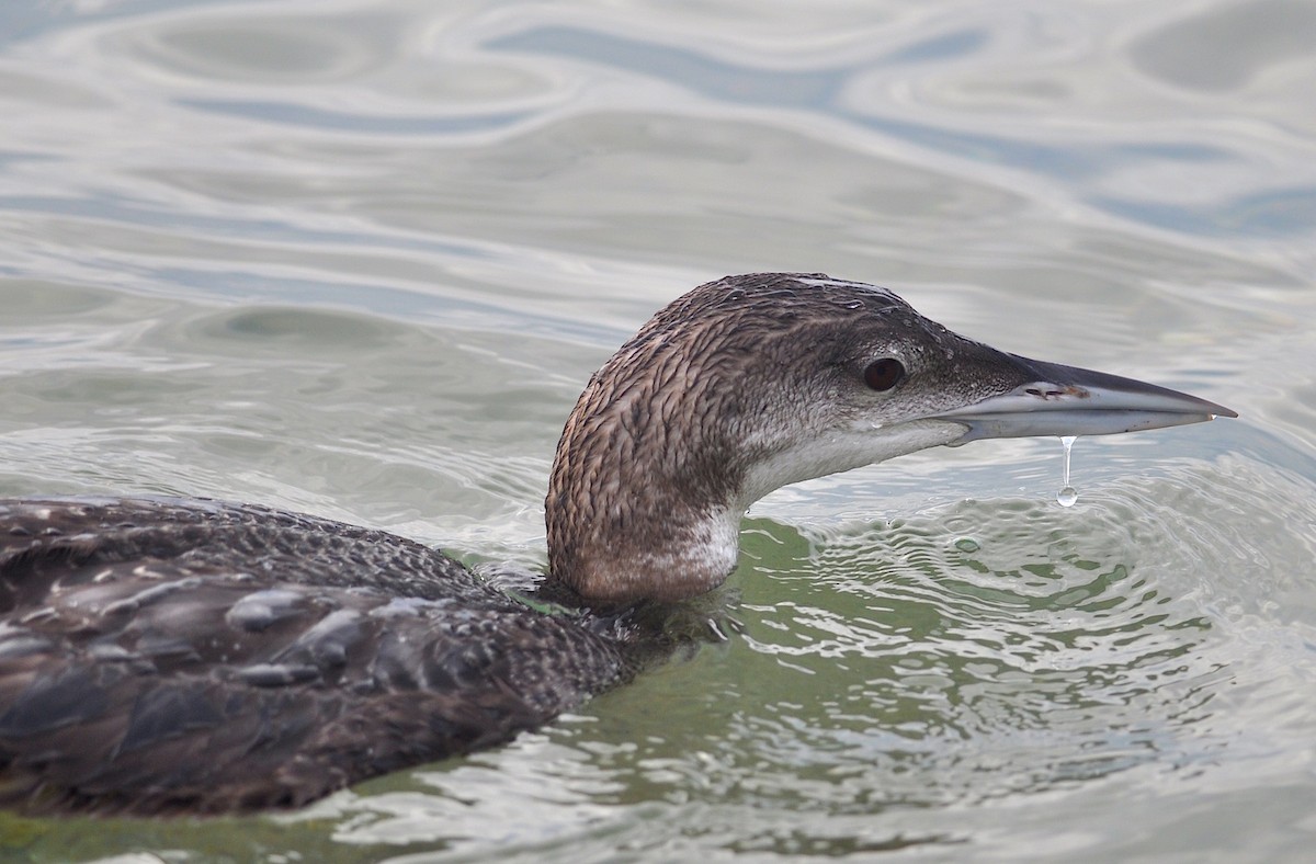 Plongeon huard - ML533416661