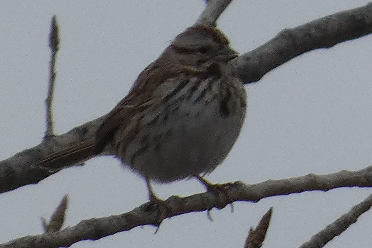 Song Sparrow - ML533416891