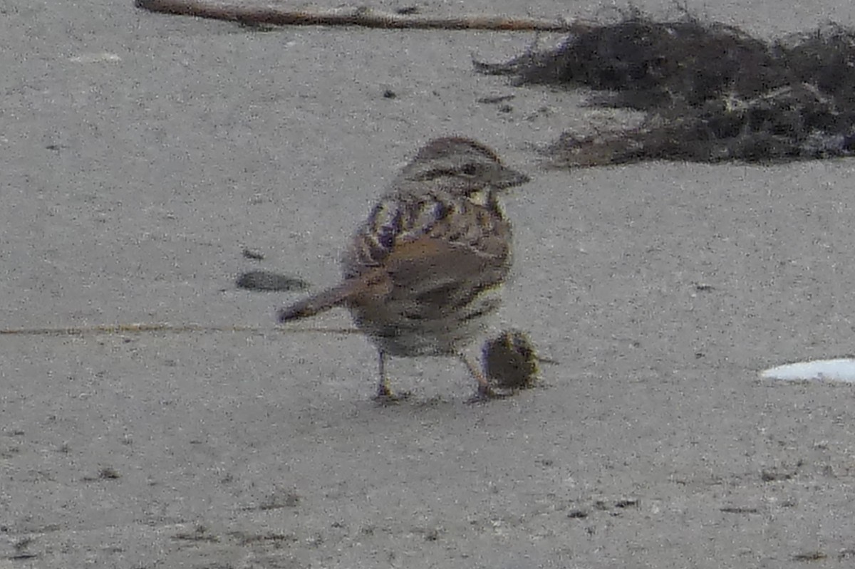 Song Sparrow - ML533416911