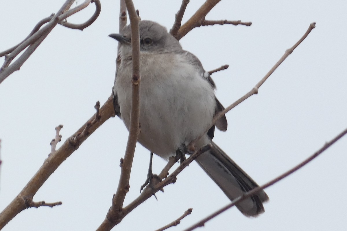 Northern Mockingbird - Anonymous