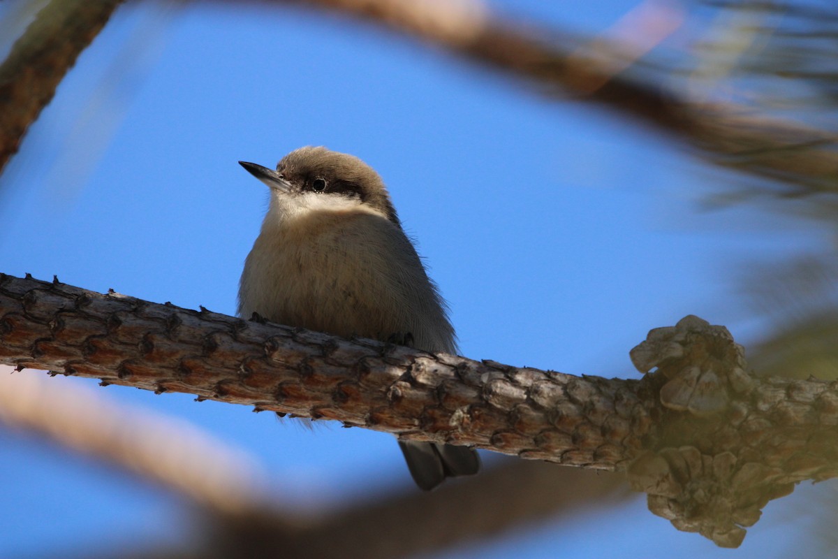 Pygmy Nuthatch - ML533423021