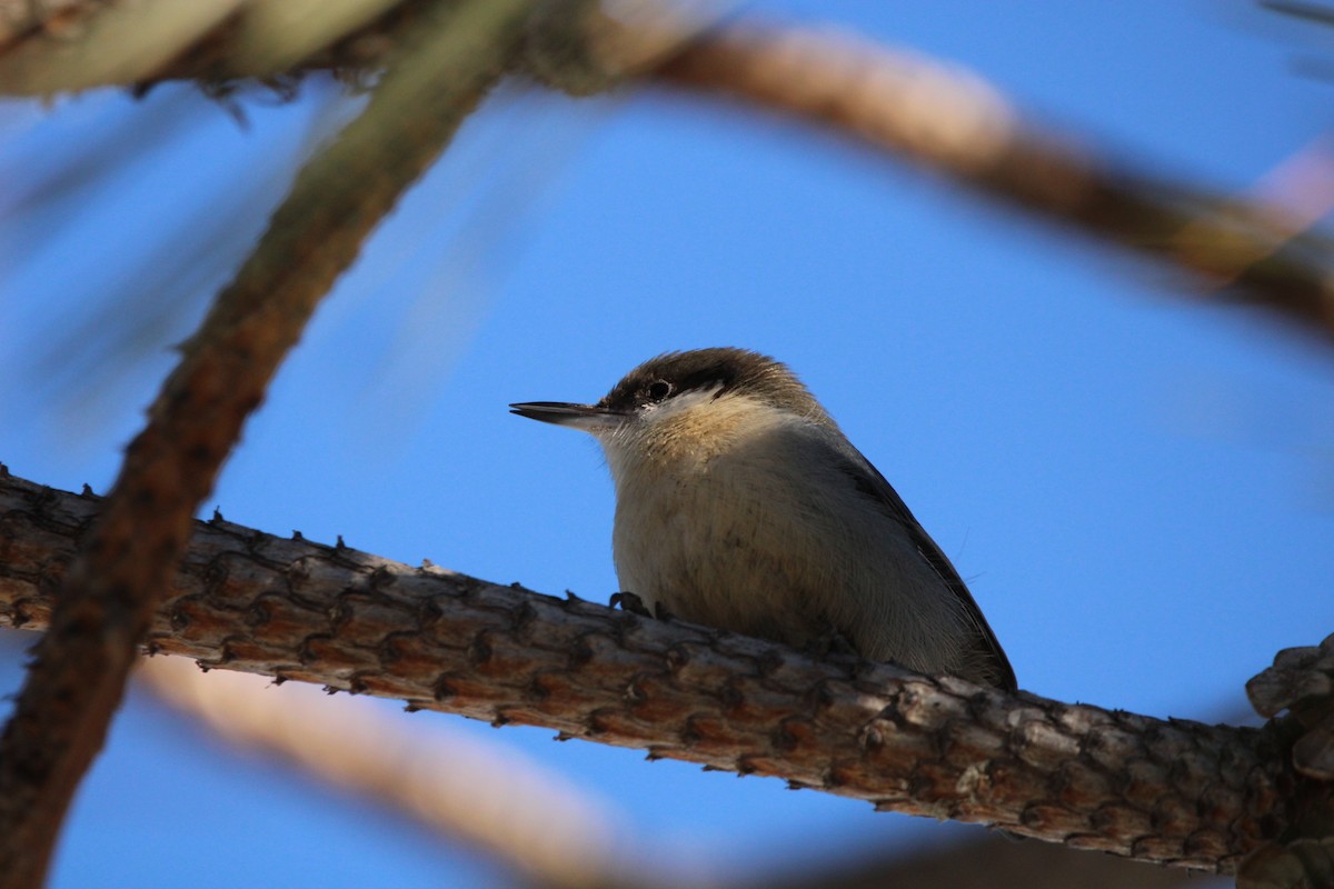 Pygmy Nuthatch - Jameson Hawkins-Kimmel