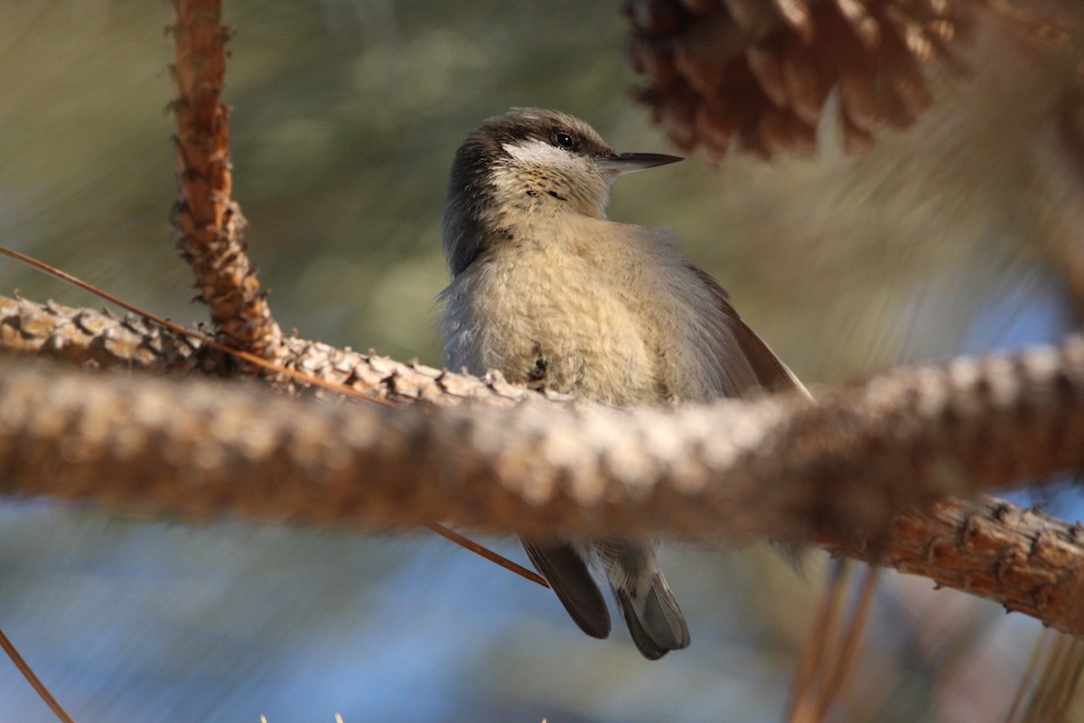 Pygmy Nuthatch - ML533423061