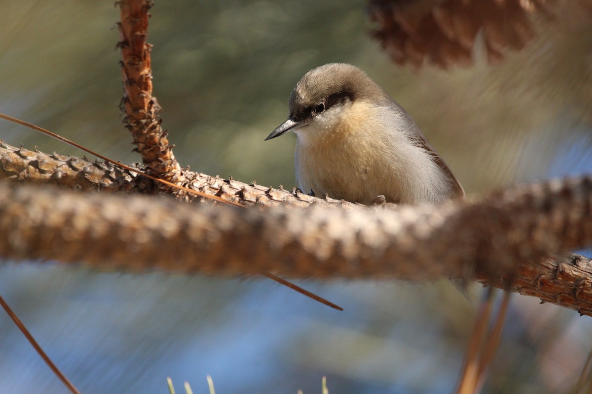 Pygmy Nuthatch - ML533423071