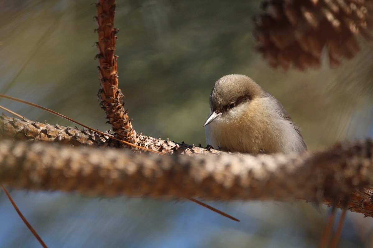 Pygmy Nuthatch - Jameson Hawkins-Kimmel