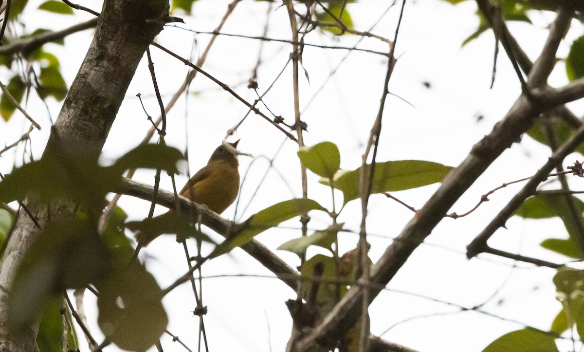 McConnell's Flycatcher (Inambari) - ML533423651