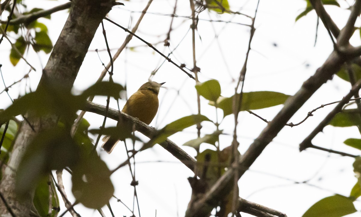 McConnell's Flycatcher (Inambari) - ML533423661