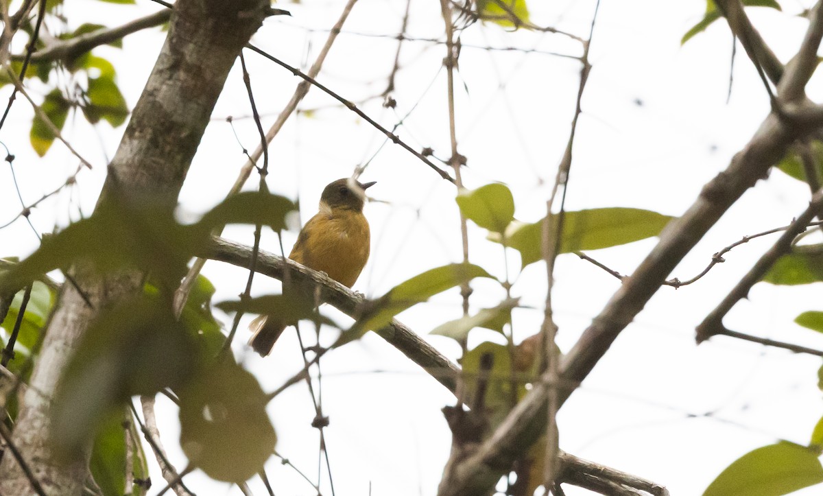 McConnell's Flycatcher (Inambari) - ML533423671