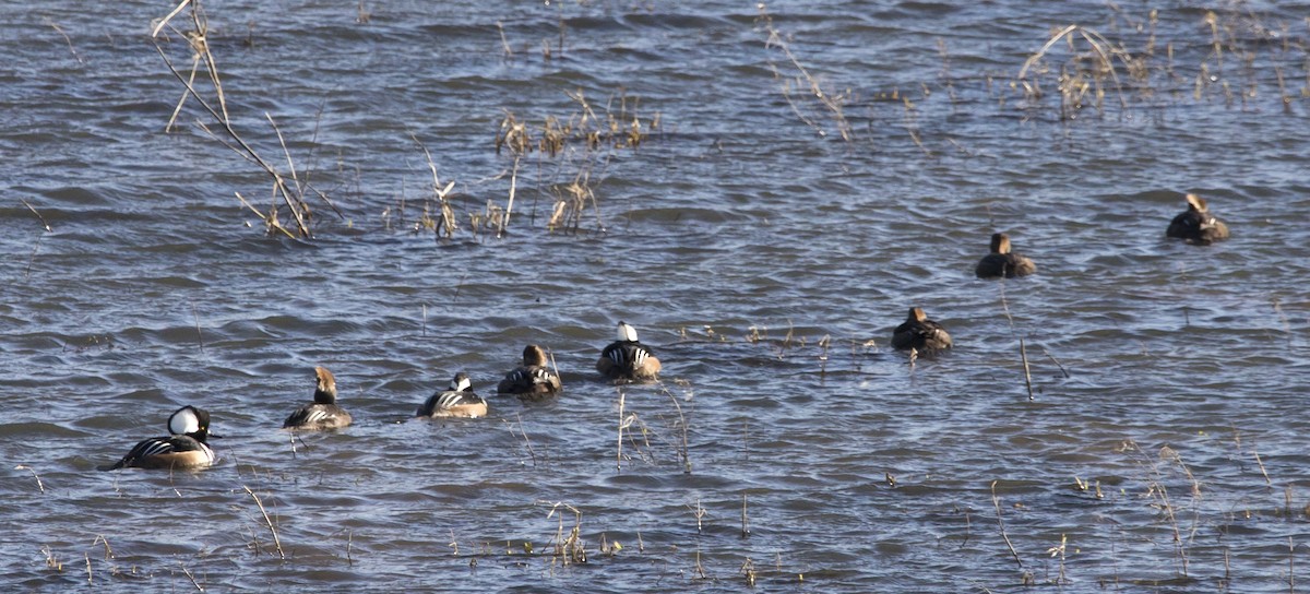 Hooded Merganser - ML533425071