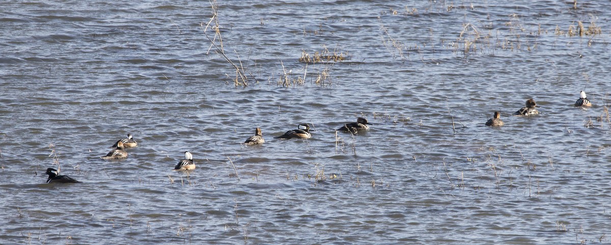 Hooded Merganser - ML533425081