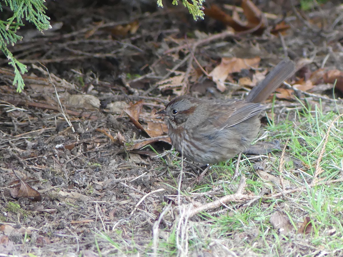 Song Sparrow - ML533431261