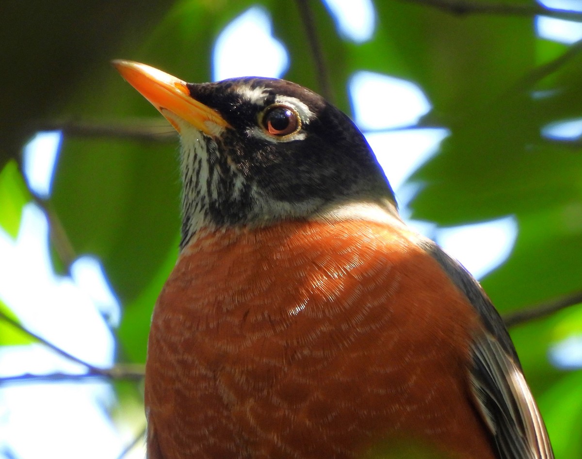 American Robin - Russlyn M