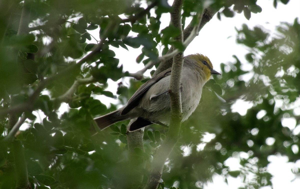 Verdin - ML533432511