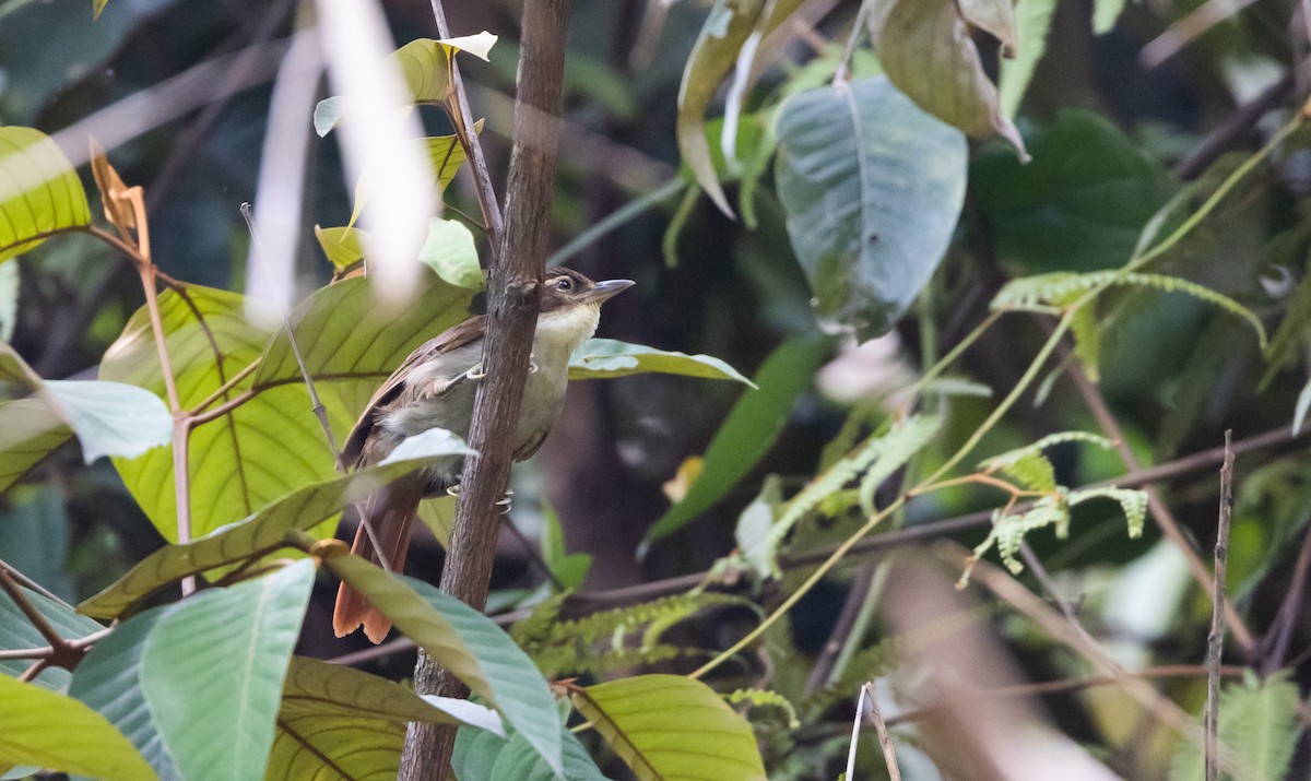 Dusky-cheeked Foliage-gleaner - Jay McGowan